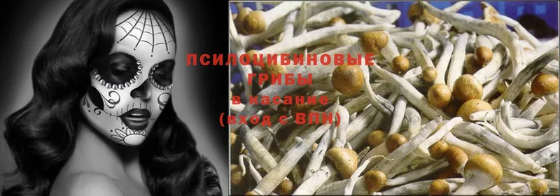 Галлюциногенные грибы Psilocybe  где продают наркотики  Лысьва 